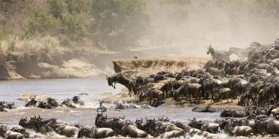 4 DAYS MAASAI MARA NATIONAL RESERVE GROUP SAFARI- 4WD - Day 2 and Day 3: Two Full Days Chasing Big Cats, Hippos, and Nile Crocodiles