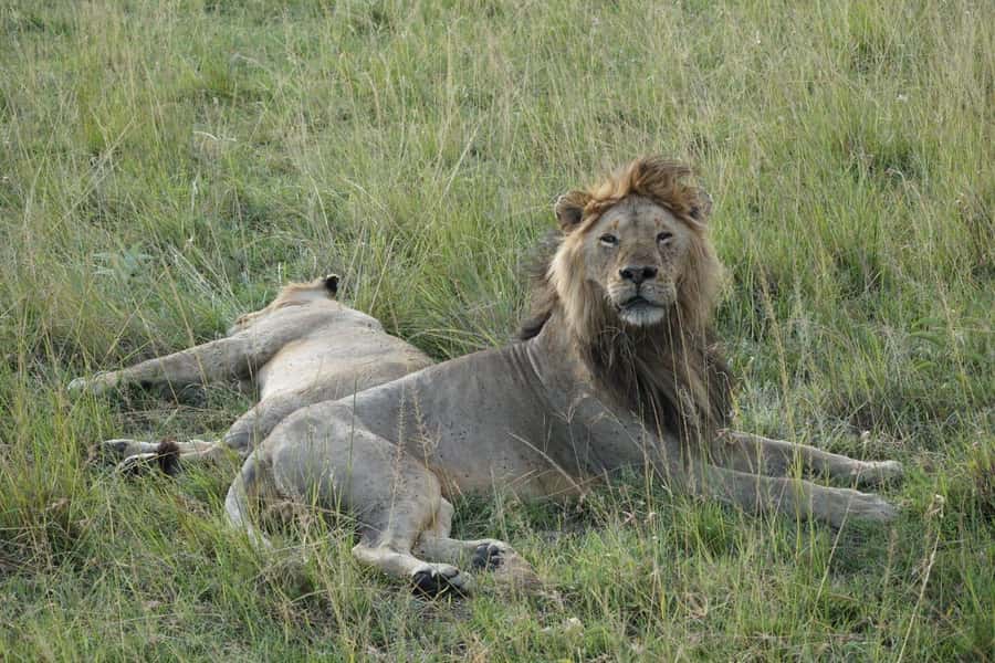 4 DAYS MAASAI MARA NATIONAL RESERVE GROUP SAFARI- 4WD - Day 1: Arrival, Lunch, and a Sunset Game Drive That Can Pay Off