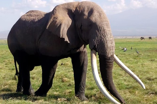 4 Days - Majestic Maasai Mara and Lake Nakuru Safari - Nairobi pickup, the Rift Valley viewpoint, and why the early start matters