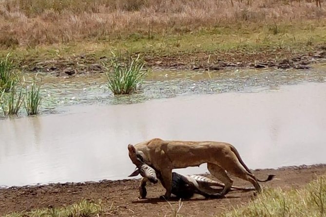 4 Days - Majestic Maasai Mara and Lake Nakuru Safari - Day 2 full-day Maasai Mara Big Five search and the migration drama