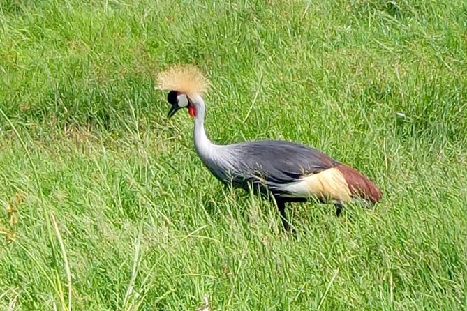 4 Days - Majestic Maasai Mara and Lake Nakuru Safari - What’s included, and why the meal plan is a big part of the value