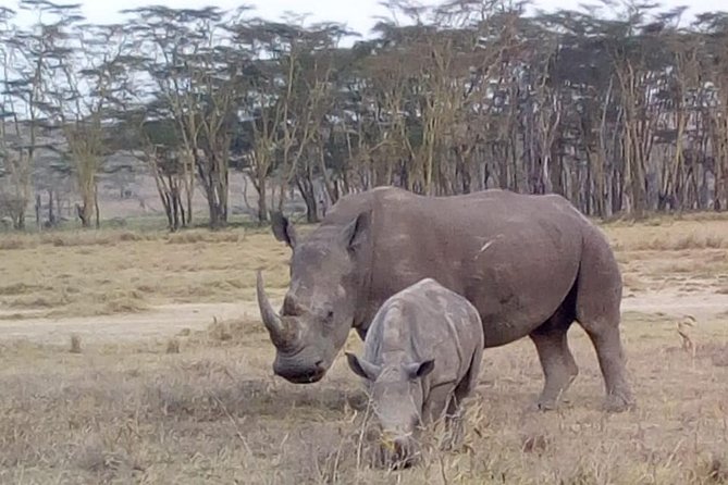 4 Days - Majestic Maasai Mara and Lake Nakuru Safari - Budget safari, but not bare bones: the private van feel