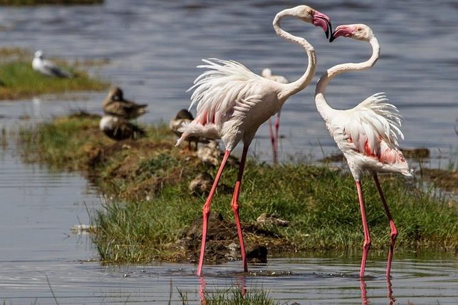 4 Days Masai Mara and Lake Nakuru Budget Safari Meals included - Masai Mara Day 2: Full-Day Game Drives in Black-Maned Lion Country