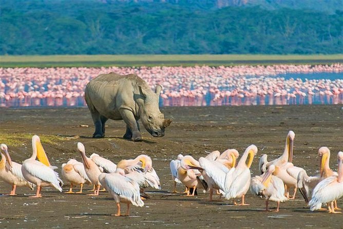 4 Days Masai Mara and Lake Nakuru Budget Safari Meals included - Lake Nakuru Day 3: A 6:00 Wake-Up, Hot Coffee, and an Optional Maasai Village Hour