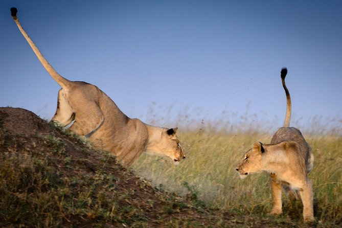4 Days Masai Mara and Lake Nakuru Budget Safari Meals included - What You’re Actually Paying For: Price, Meals, and Open-Roof Transport