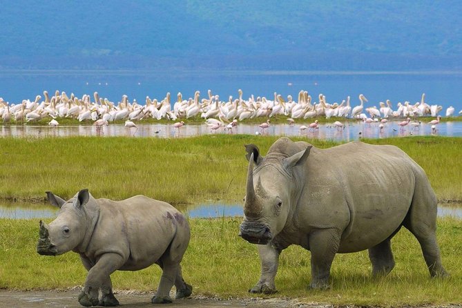 4 Days Masai Mara and Lake Nakuru Budget Safari Meals included - Your Guide and Group Size Matter More Than You Think