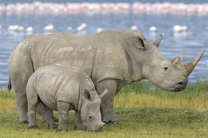 4 Days Masai Mara and Lake Nakuru Budget Safari Meals included - Who This Safari Fits Best (and Who Might Want Another Plan)