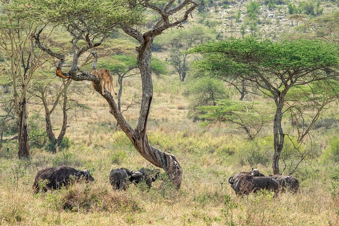 4 Days Masai Mara and Lake Nakuru Mid-Luxury safari - Wildlife highlights you can realistically target on this route