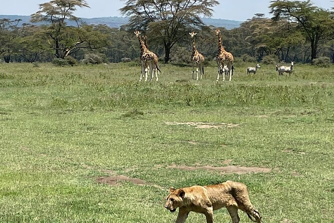 4 Days Masai Mara and Lake Nakuru Mid-Luxury safari - Day 2: Rhinos and flamingos again, then a push into Masai Mara