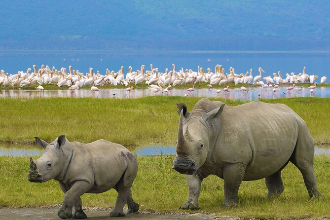 4 Days Masai Mara and Lake Nakuru Shared Camping Safari - Key highlights worth knowing