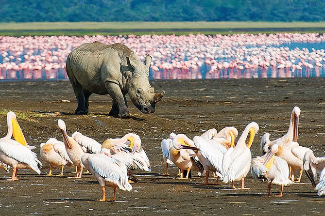 4 Days Masai Mara and Lake Nakuru Shared Camping Safari - Nairobi to Maasai Mara: The Rift Valley drive and your first wildlife window