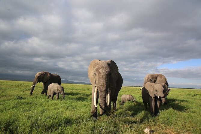 4 Days Masai Mara and Lake Nakuru Shared Camping Safari - Lake Nakuru game drive: black and white rhinos plus small plains game