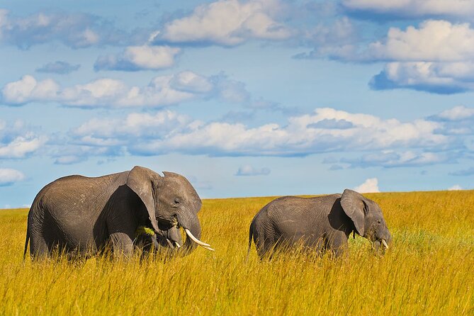 4 Days Masai Mara and Lake Nakuru Shared Camping Safari - Price and value: what you get for $765 per person