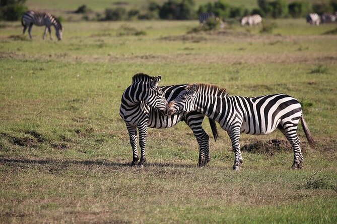 4 Days Masai Mara and Lake Nakuru Shared Camping Safari - Who should book this Maasai Mara and Nakuru camping safari