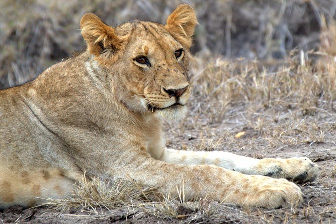 4 Days Masai Mara Camping Safari - Day 2 Sunrise to Sunset: Chai or Kahawa and a Full Second Day of Scanning
