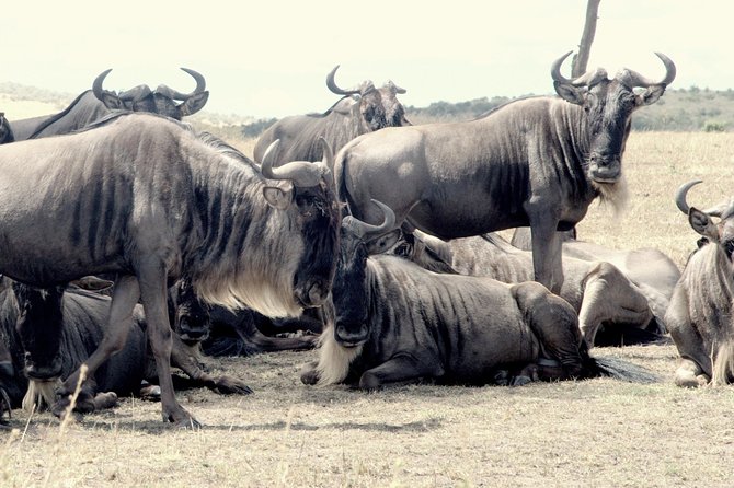 4 Days Masai Mara Camping Safari - Day 3 Is the Big One: Mara River Full-Day Drive, Hippo Pool Picnic, and Zebra and Wildebeest Focus