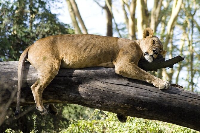 4 Days Masai Mara & Lake Nakuru Budget Group Safari in a 4x4 Jeep - Key highlights before you go