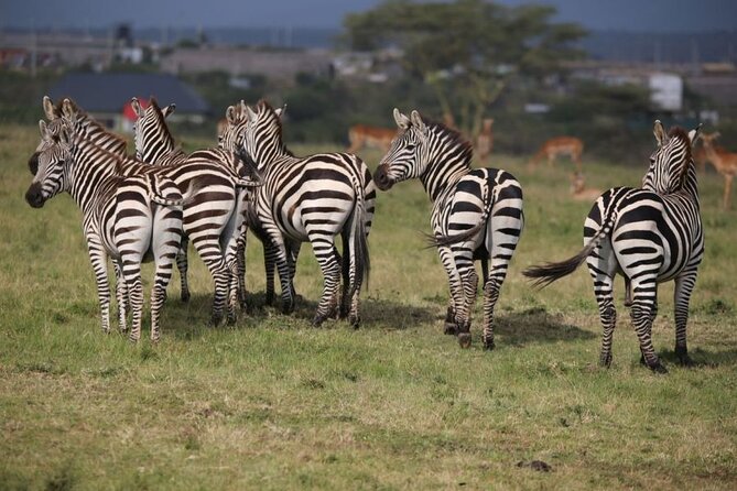 4 Days Masai Mara & Lake Nakuru Budget Group Safari in a 4x4 Jeep - Day 3 drive to Lake Nakuru and your Hill court resort night