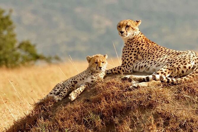 4 Days Masai Mara & Lake Nakuru Budget Group Safari in a 4x4 Jeep - Price and logistics: is $700 good value for this mix?