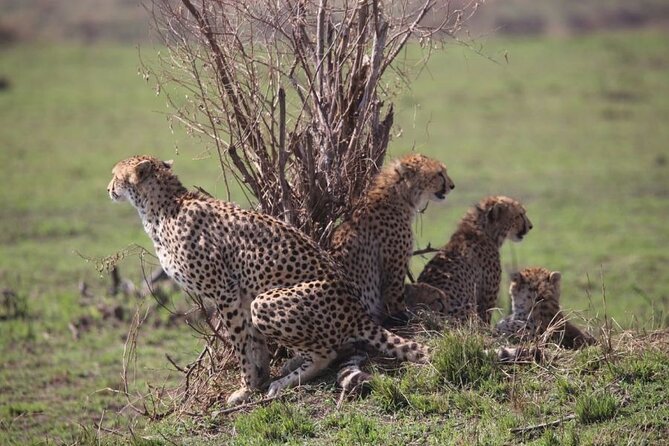 4 Days Masai Mara & Lake Nakuru Budget Group Safari in a 4x4 Jeep - Who this safari is for