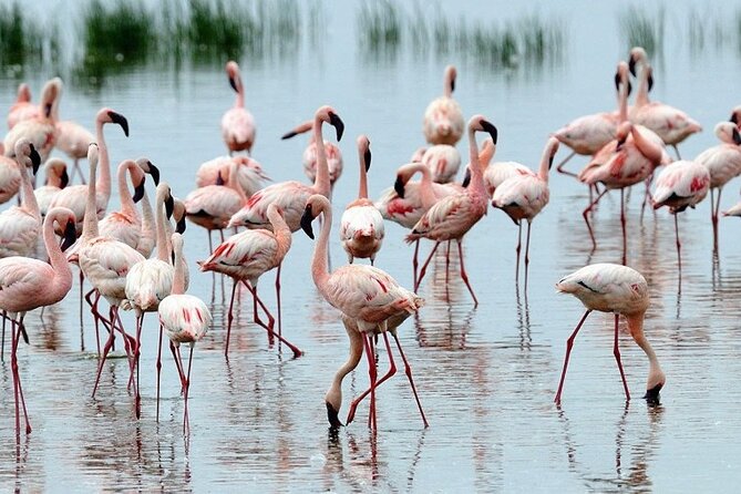4 Days Masai Mara & Lake Nakuru Budget Group Safari in a 4x4 Jeep - Day 2 in Masai Mara: full-day drives, Mara River hippos, and a smart picnic plan
