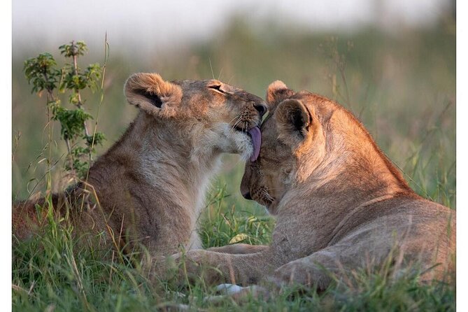 4 Days Masai Mara/Lake Nakuru Budget Safari - Key Things I’d Book This For