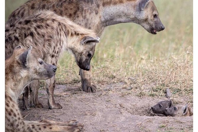 4 Days Masai Mara/Lake Nakuru Budget Safari - Nairobi Pickup and the Great Rift Valley Stop That Sets the Mood