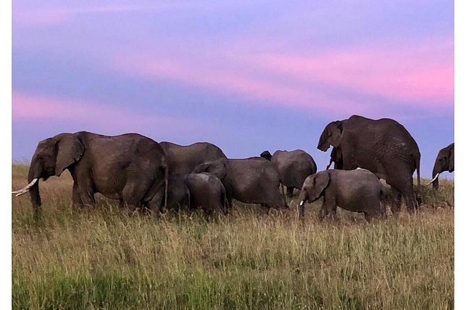 4 Days Masai Mara/Lake Nakuru Budget Safari - A Taste of Maasai Culture, Then Off to Lake Nakuru