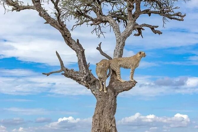 4 Days Masai Mara/Lake Nakuru Budget Safari - Budget Camps, Hotel Comfort, and What “Included” Really Covers