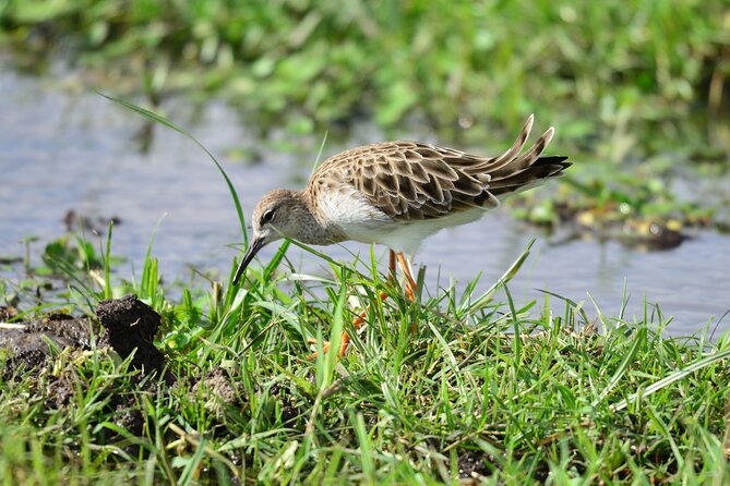 4 Days Masai Mara/Lake Nakuru Budget Safari - Should You Book This Safari?