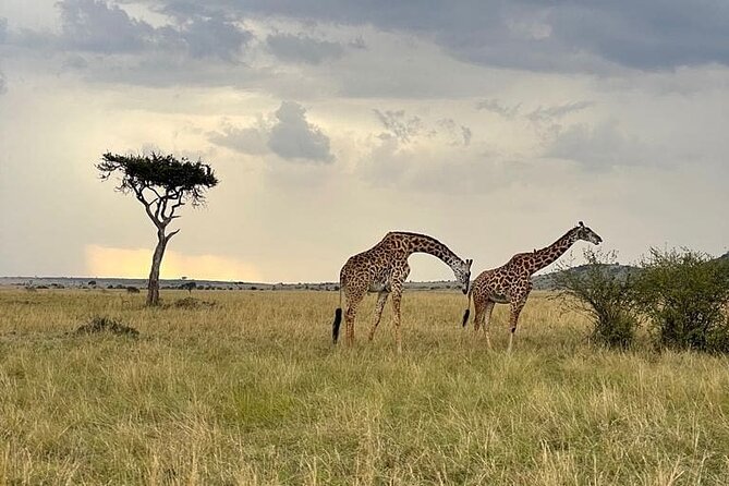 4 Days Masai Mara & Lake Nakuru Group Joining Safari - Why the guides matter, and what to look for during your drives