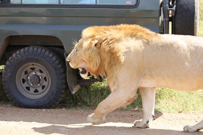4 Days Masai Mara Lake Nakuru Jeep Safari - Day 3: Lake Nakuru Soda Lake, Flamingoes, and the Rhythm of Arriving Late