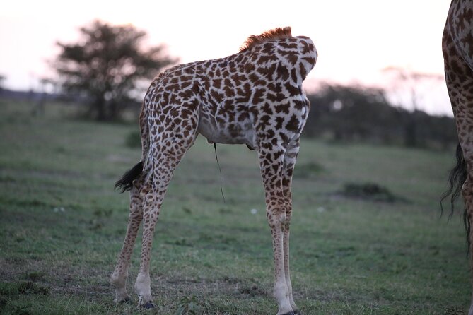 4 Days Masai Mara Lake Nakuru Jeep Safari - Price and Value: What $576.93 Really Covers