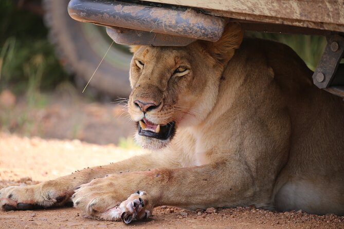4 Days Masai Mara Lake Nakuru Jeep Safari - Guides and Game-Driving Skill: The Part That Changes Everything