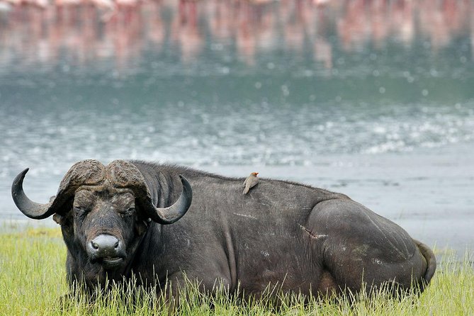 4 Days Masai Mara & Lake Nakuru Lodge Safari - Key highlights worth getting excited about