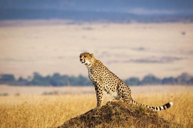 4 Days Masai Mara & Lake Nakuru Lodge Safari - Day 1: Nairobi to the Maasai Mara, with a Rift Valley viewpoint stop