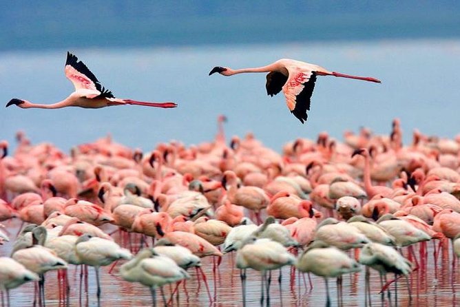 4 Days Masai Mara & Lake Nakuru Lodge Safari - Day 3: Into Lake Nakuru National Park, with Naivasha passing views and an optional boat ride