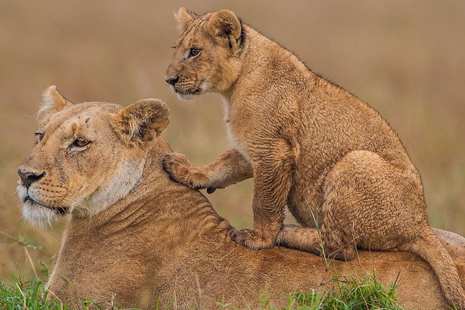 4 Days Masai Mara & Lake Nakuru Lodge Safari - Day 2: A full day in the Maasai Mara Sopa zone for repeat cat chances