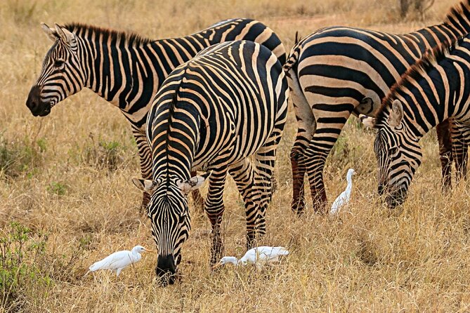 4 Days Masai Mara Nakuru - Camp Comfort in the Middle of Big Wildlife Days