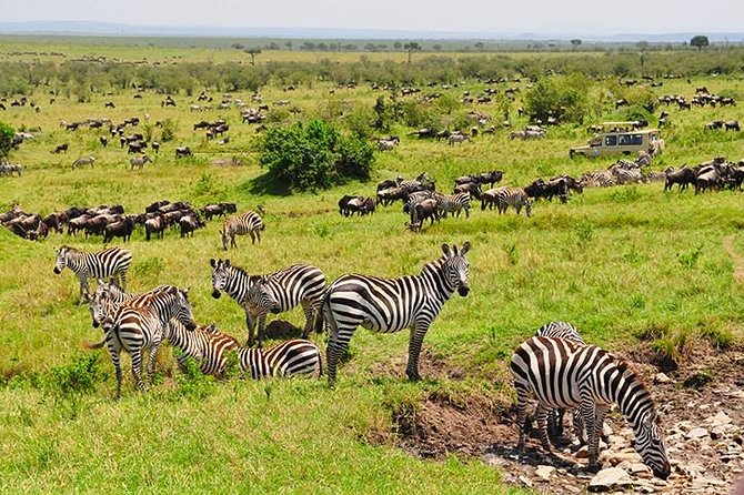 4 days masai mara Nakuru Joining safari - Why Maasai Mara plus Lake Nakuru fits in 4 days