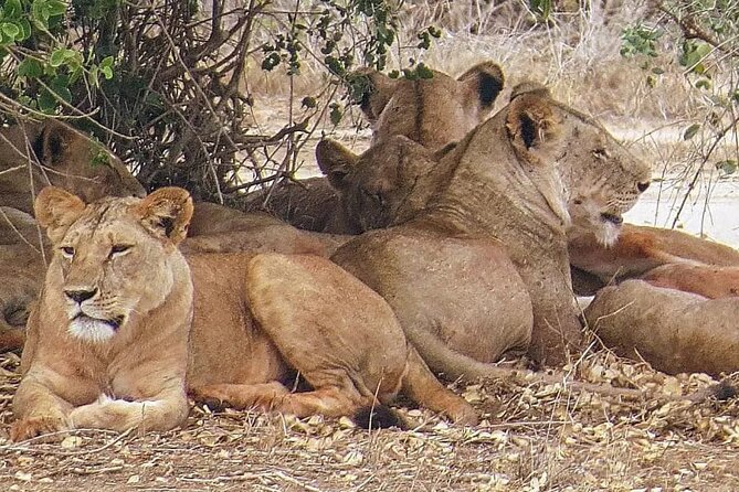 4 Days Mid Luxury Safari, Lake Nakuru and Masai Mara. - Key things to know before you go