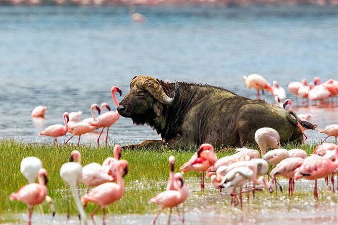 4 Days Mid Luxury Safari, Lake Nakuru and Masai Mara. - Nairobi to Lake Nakuru: the flamingo and rhino warm-up
