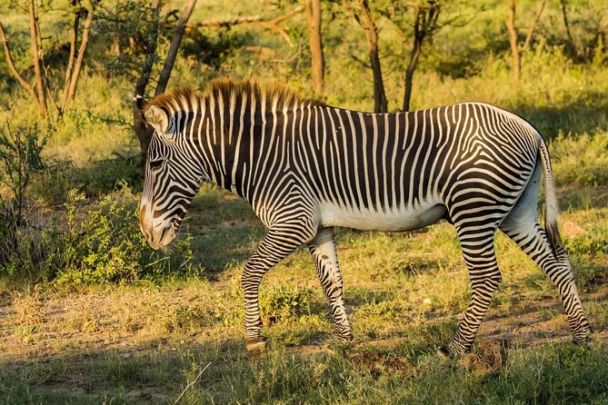 4 Days Mid Luxury Safari, Lake Nakuru and Masai Mara. - Should you book this Lake Nakuru and Maasai Mara safari?