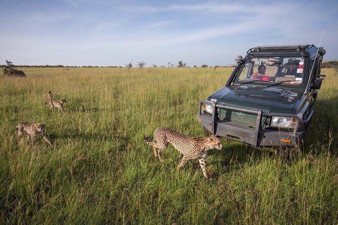 4 Days Mid Luxury Safari, Lake Nakuru and Masai Mara. - Crossing to Maasai Mara: Big Five chances in the right order