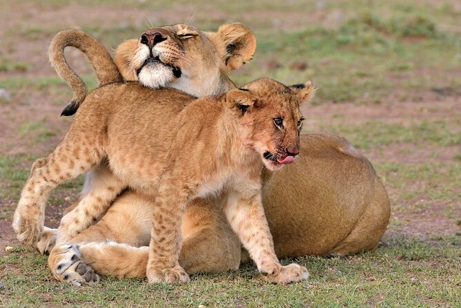4 Days of Untamed Beauty: An Unforgettable Masai Mara Road Safari - Key highlights you should actually care about