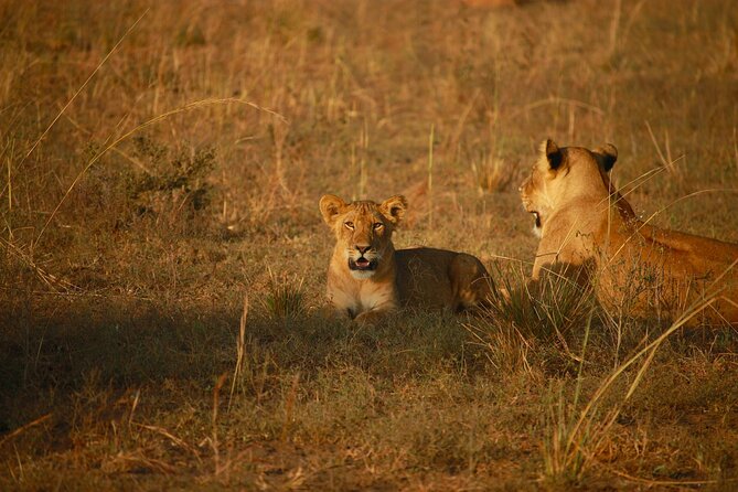 4 Days of Untamed Beauty: An Unforgettable Masai Mara Road Safari - First thing I’d understand: what Masai Mara road time changes