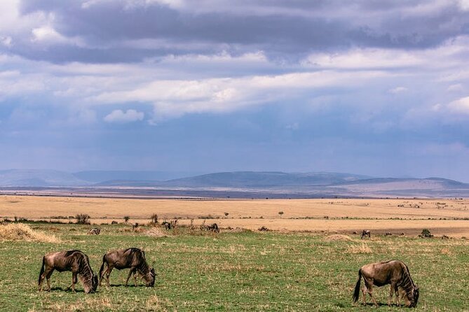 4 Days of Untamed Beauty: An Unforgettable Masai Mara Road Safari - Day 2: Big Five focus and those orange-toned Mara sunsets