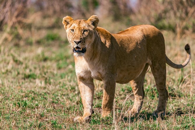 4 Days of Untamed Beauty: An Unforgettable Masai Mara Road Safari - Day 3: your final morning drive, a break for lunch, then more chances