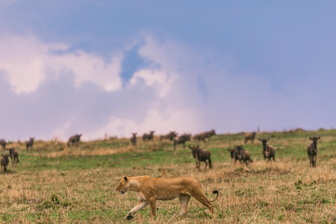 4 Days of Untamed Beauty: An Unforgettable Masai Mara Road Safari - Price and value: what $1,600 per person buys you, and what it does not