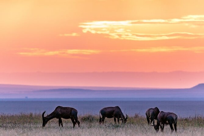 4 Days of Untamed Beauty: An Unforgettable Masai Mara Road Safari - What is included: meals, water, and the kind of comfort that matters on safari